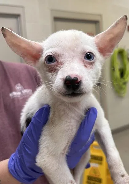 A baby medium-sized female Cattle Dog dog named Snow White for adoption in Fishers, IN