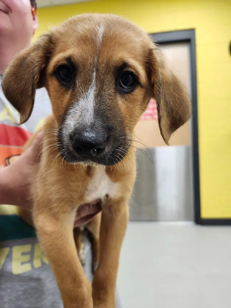 A baby medium-sized male Australian Cattle Dog / Blue Heeler dog named Ulrich  AC  for adoption in Greeneville, TN