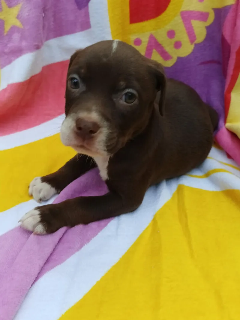 A baby medium-sized female American Staffordshire Terrier dog named Asa for adoption in Saint Augustine, FL