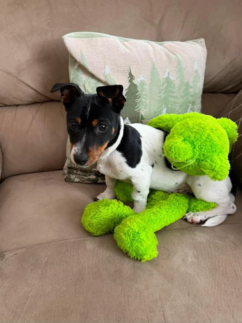 A baby small-sized male Mixed Breed dog named Henry for adoption in Rochester , NY