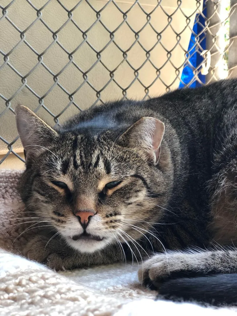An adult large-sized male Tabby (Brown / Chocolate) Domestic Short Hair cat named Viper for adoption in East Northport, NY