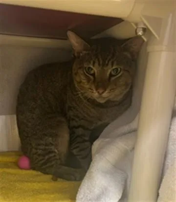An adult medium-sized male Domestic Short Hair cat named Eliseo for adoption in Derwood, MD