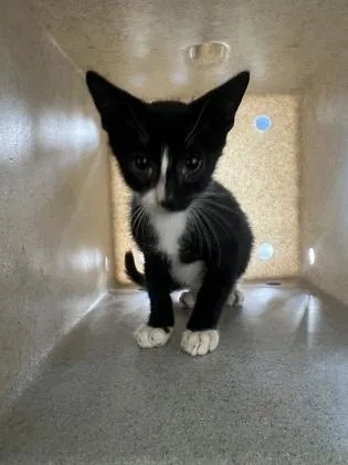 A baby small-sized male Domestic Short Hair cat named Murray for adoption in New Orleans, LA