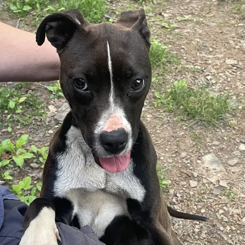 A young small-sized female Black Mixed Breed dog named Georgia for adoption in Bentonville, AR