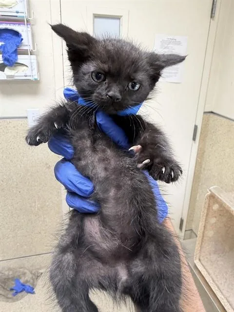 A baby small-sized male Domestic Short Hair cat named Bear for adoption in Riverside, CA