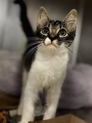 A baby medium-sized male Domestic Short Hair cat named Reese for adoption in Washington, DC