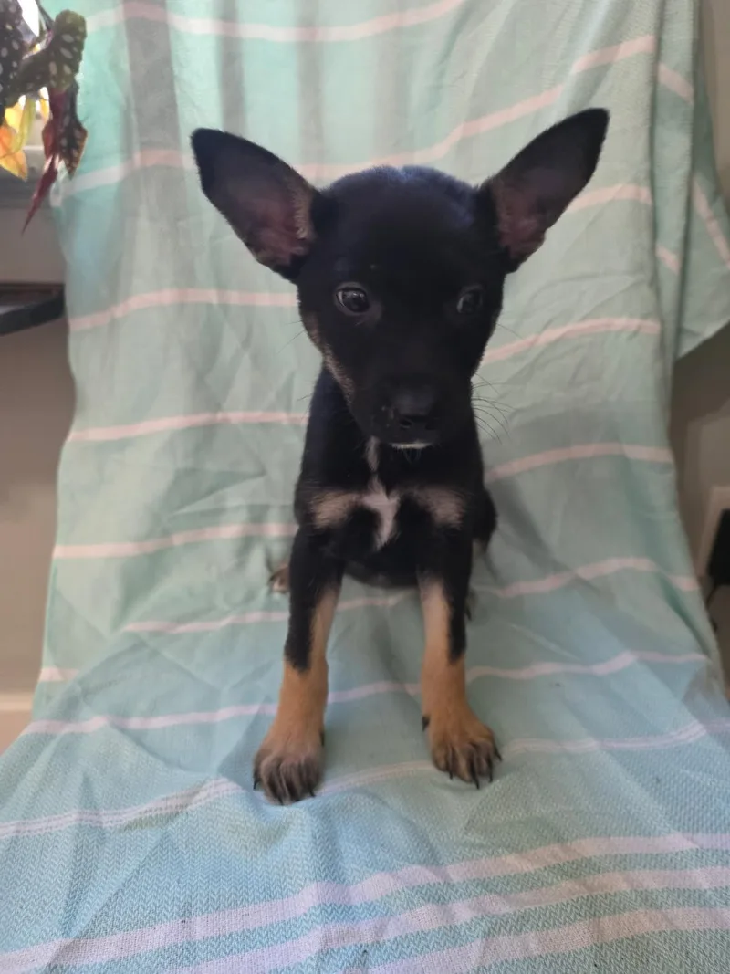 A young medium-sized female Black Shepherd dog named Blanche for adoption in Cincinnati, OH