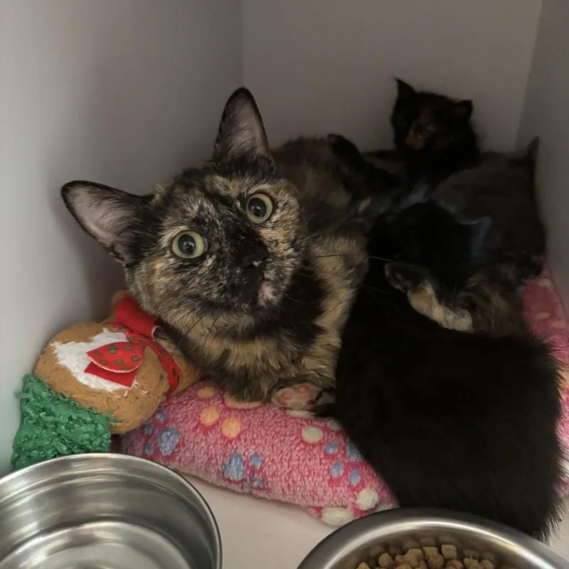 A baby small-sized female Tortoiseshell Domestic Medium Hair cat named Nivalis for adoption in Branford, CT