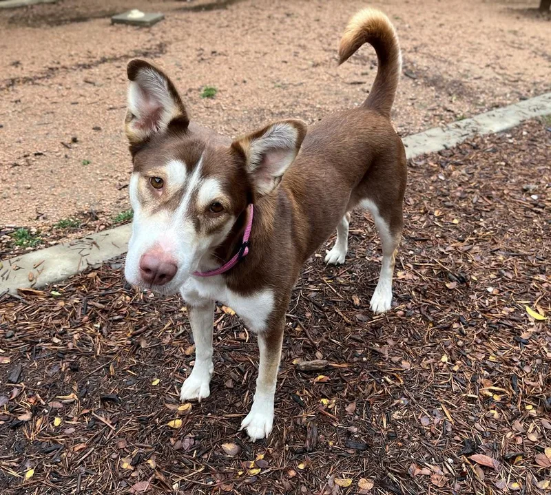 Phoenix A thumbnail 2