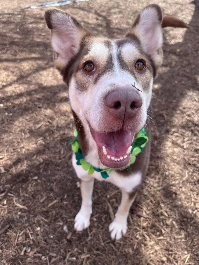 Phoenix A thumbnail 3