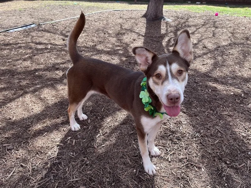 Phoenix A thumbnail 4