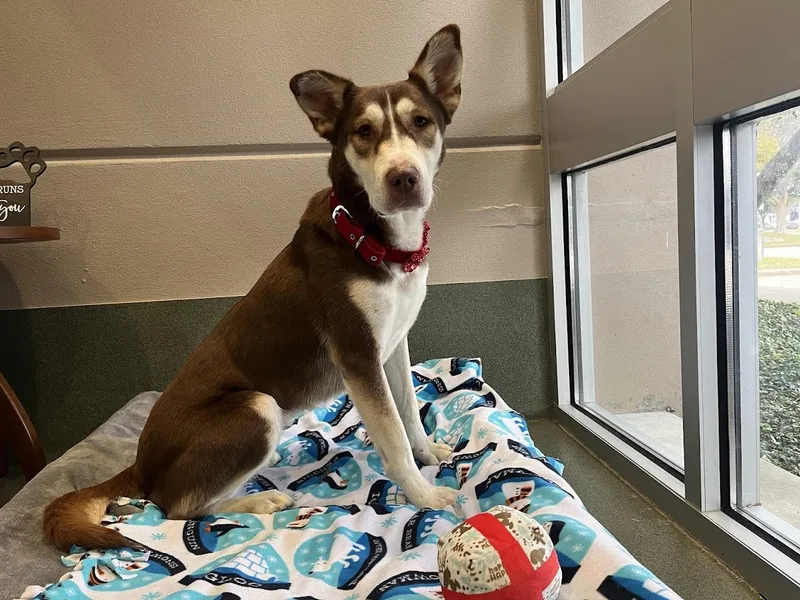 Phoenix A thumbnail 5