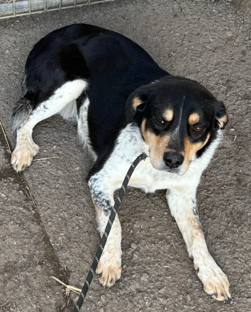 An adult medium-sized male Tricolor (Brown, Black, & White) Rottweiler dog named Amos for adoption in Rogersville, TN
