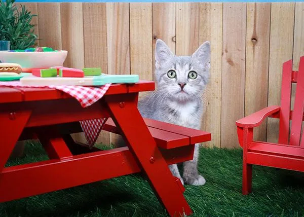 A baby medium-sized female Tabby (Gray / Blue / Silver) Domestic Short Hair cat named Baby Yoda for adoption in Parker, TX