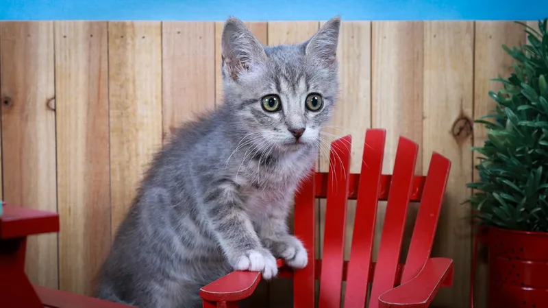 Baby Yoda thumbnail 5