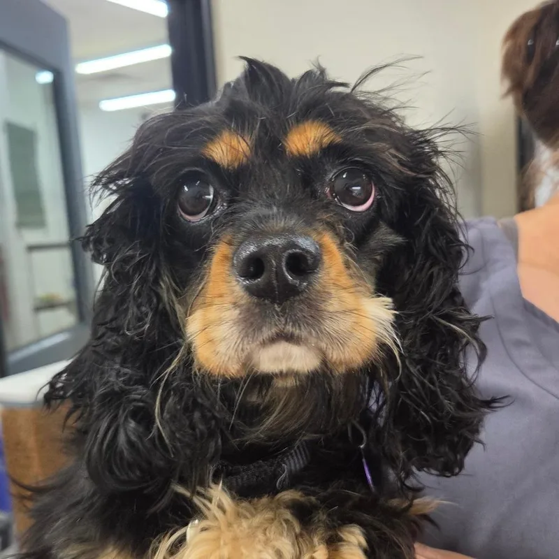An adult small-sized female Black Cocker Spaniel dog named Sari for adoption in Zanesville, OH