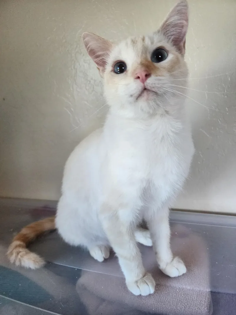 A young medium-sized male Flame Point Siamese cat named Sweet Boy for adoption in Fresno, CA