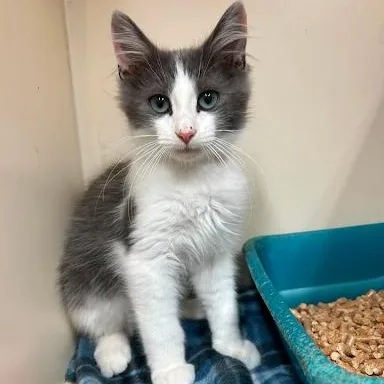 A baby small-sized male Domestic Medium Hair cat named Laffy for adoption in Danbury, CT
