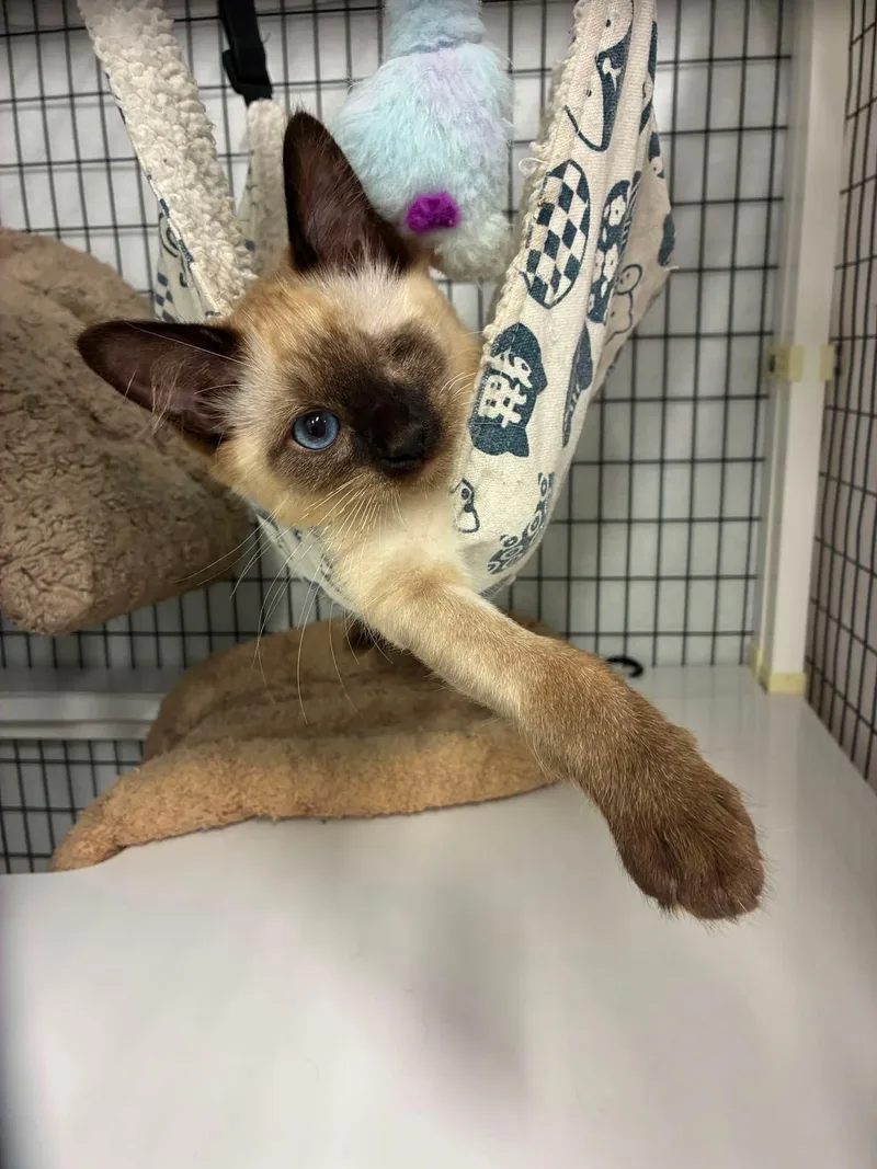 A baby medium-sized male Black Domestic Short Hair cat named Ilya  Scott  for adoption in Kirkland, WA