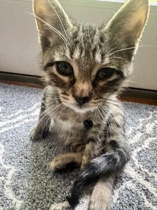A baby small-sized male Domestic Short Hair cat named Skips for adoption in Ringoes, NJ