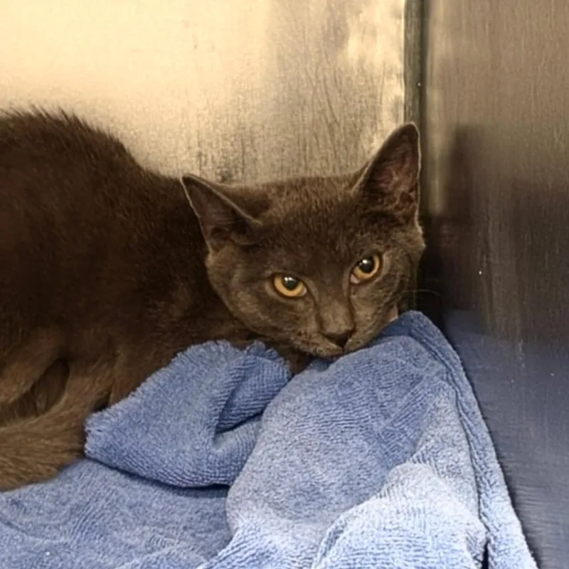 A young medium-sized female Domestic Short Hair cat named Karen for adoption in Martinsville, VA