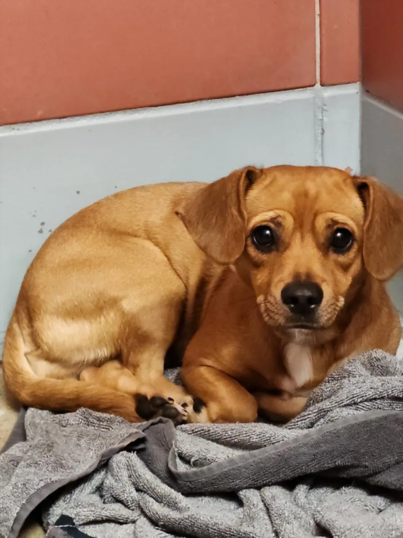 A young small-sized female Chihuahua dog named A for adoption in Houston, TX