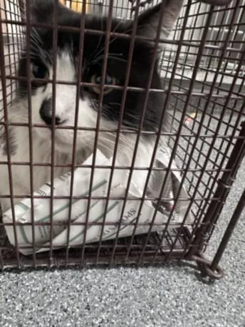 An adult large-sized female Domestic Long Hair cat named Moo for adoption in Los Angeles, CA