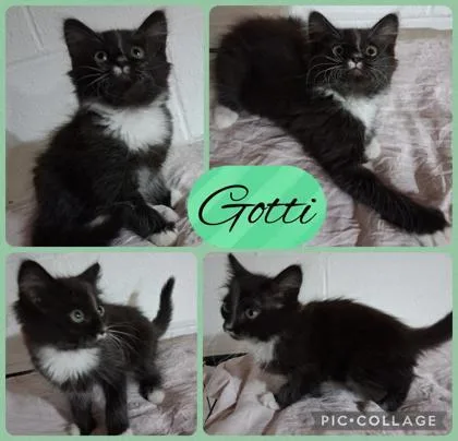 A baby small-sized male Domestic Medium Hair cat named Gotti for adoption in Wilkesboro, NC