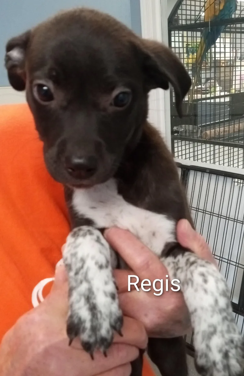 Regis
