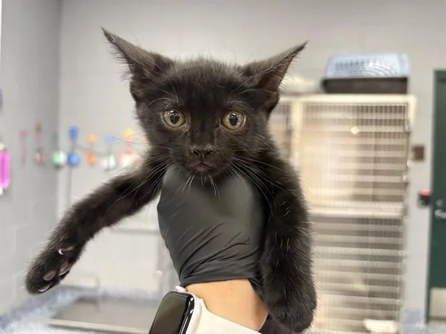 A baby small-sized female Domestic Short Hair cat named Bellatrix for adoption in Thousand Palms, CA