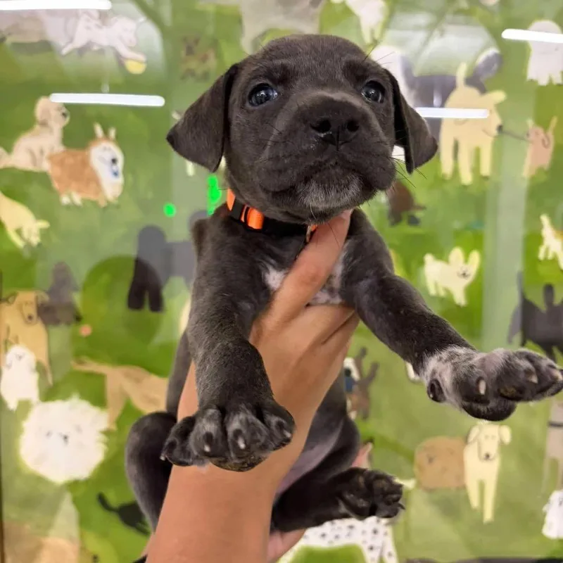 A baby small-sized female Gray / Blue / Silver Catahoula Leopard Dog dog named Audi for adoption in Tampa, FL