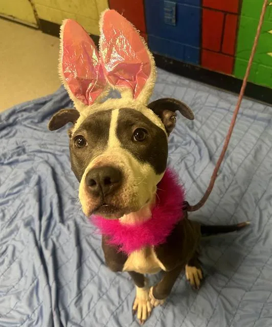 An adult large-sized female Pit Bull Terrier dog named Angel for adoption in Indianapolis, IN