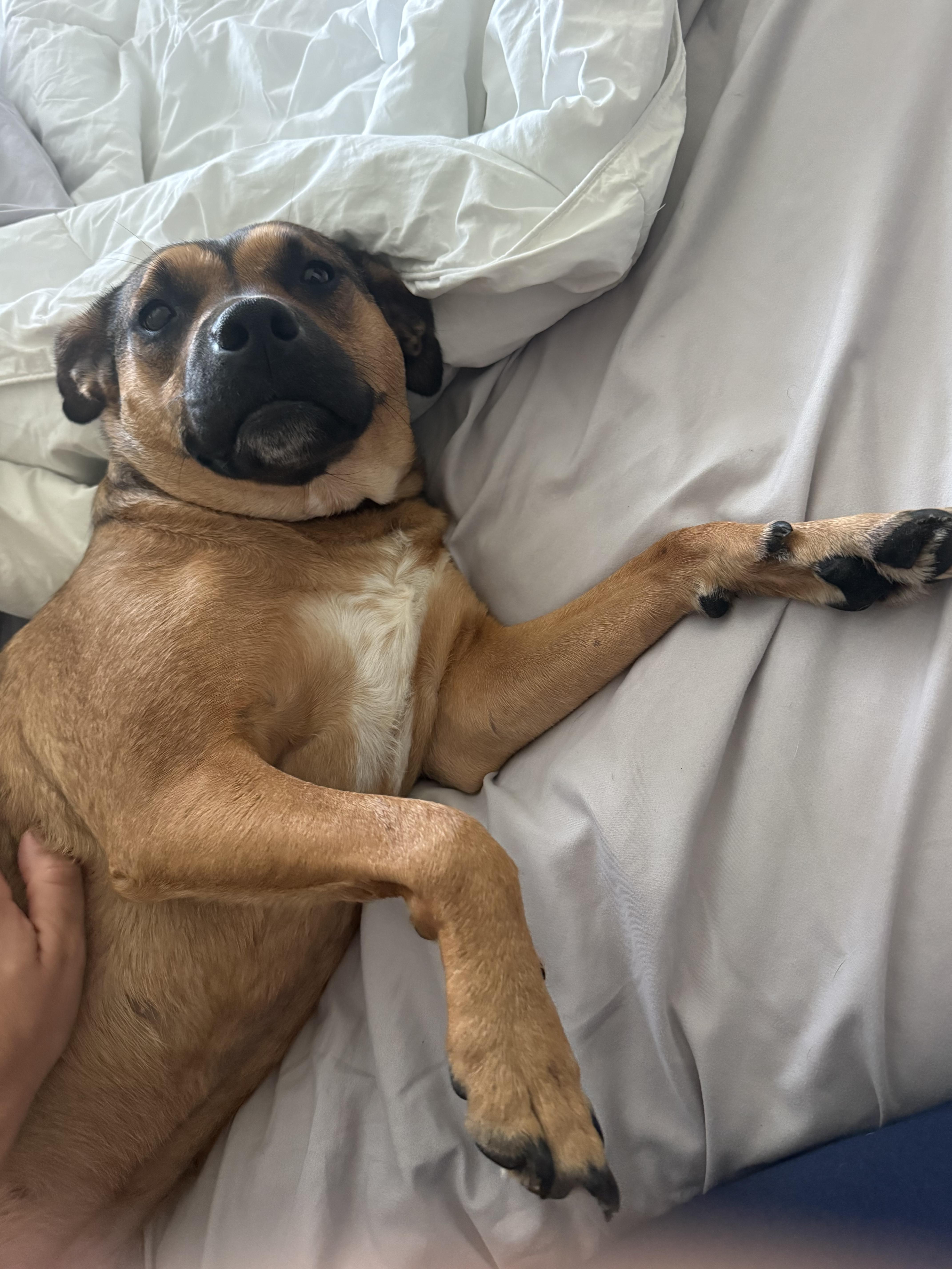 An adult medium-sized female Boxer dog named Pinky for adoption in tampa, FL