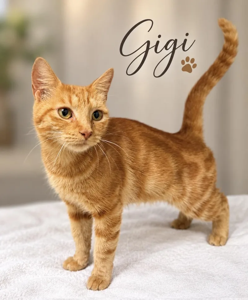 An adult medium-sized female Tabby (Leopard / Spotted) Domestic Short Hair cat named Gigi for adoption in Pawleys Island, SC