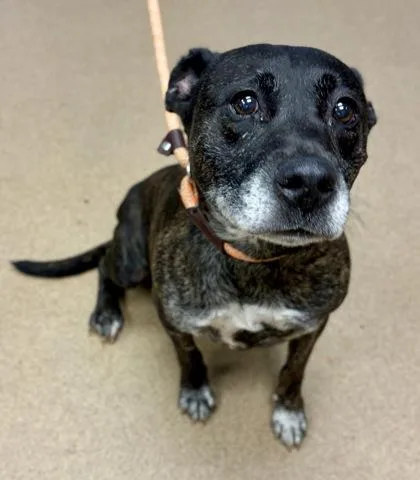 A senior large-sized female Mixed Breed dog named Cynthia for adoption in Chamblee, GA