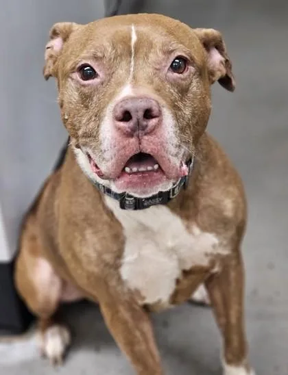 An adult medium-sized male Mixed Breed dog named Dozer FKA Dog for adoption in West Chester, PA