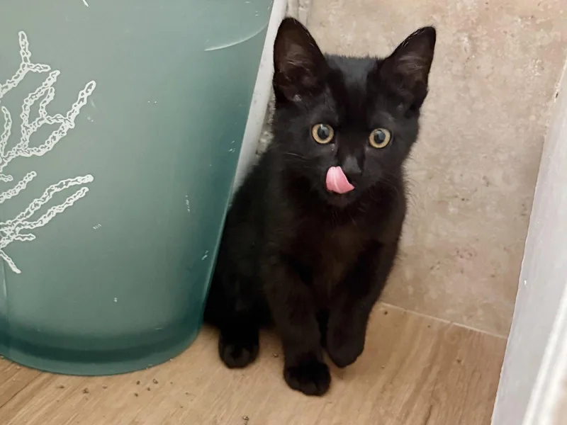 A baby medium-sized female Black Bombay cat named Gato for adoption in Laguna Niguel, CA