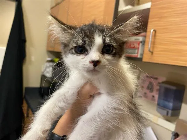 A baby small-sized female Domestic Long Hair cat named A for adoption in Modesto, CA