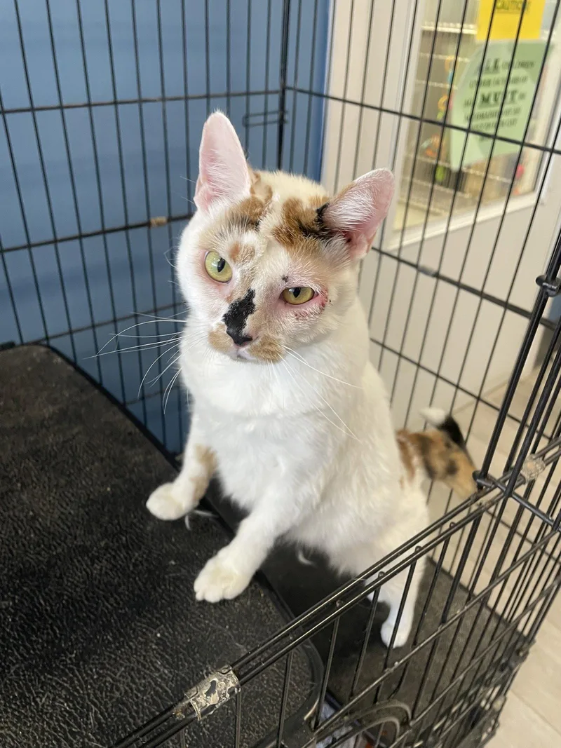 An adult medium-sized female Calico cat named Hazel for adoption in Georgetown, KY