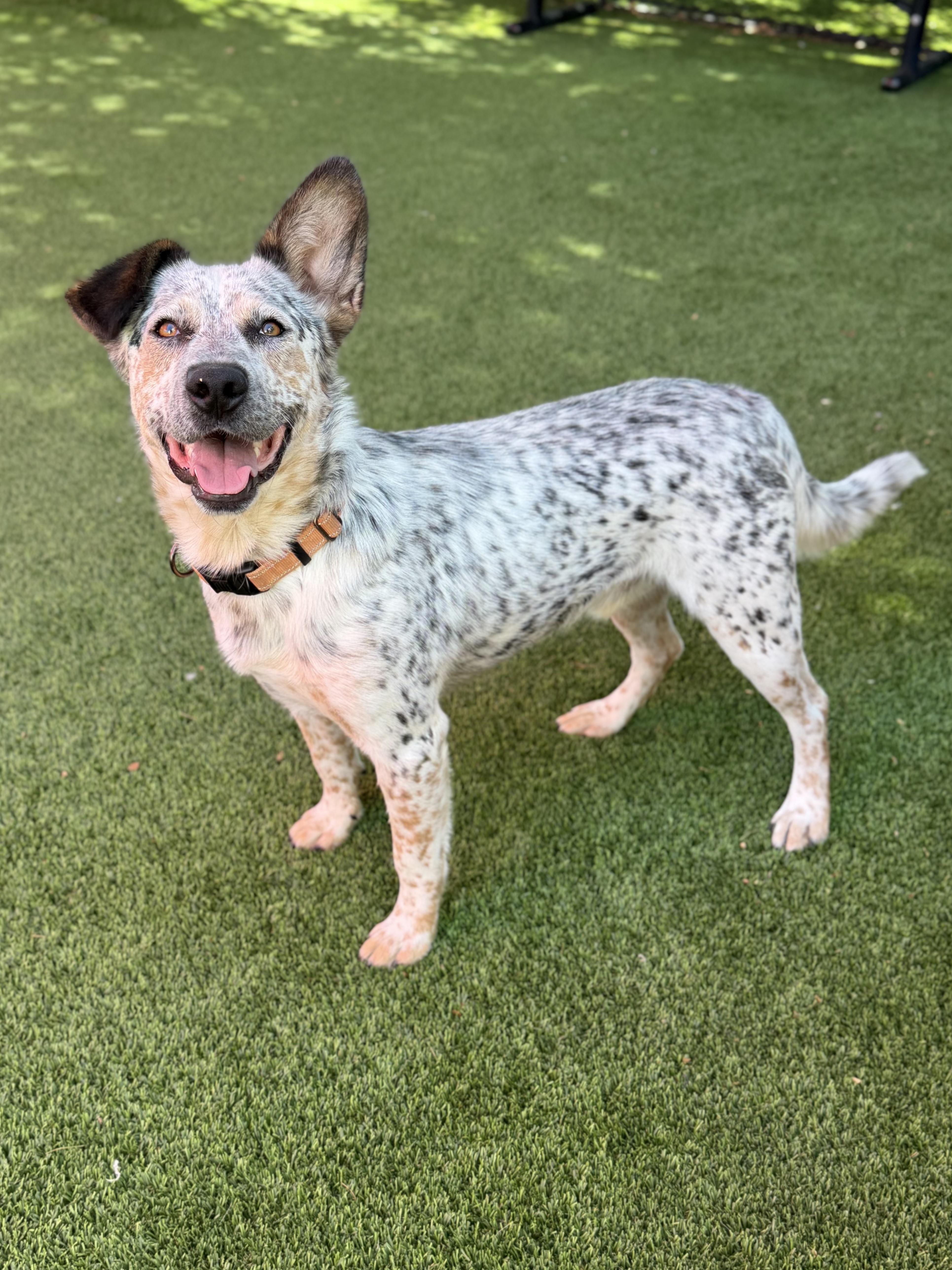 An adult medium-sized male White / Cream Australian Cattle Dog / Blue Heeler dog named Nelson for adoption in Glendale, AZ
