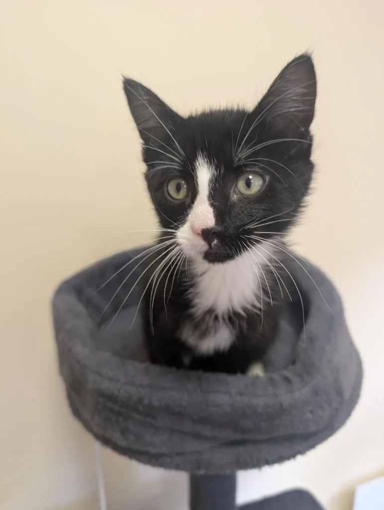 A baby medium-sized male Domestic Short Hair cat named Mtn Dew for adoption in Logan, UT