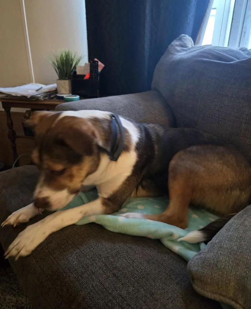 An adult medium-sized female Tricolor (Brown, Black, & White) Hound dog named Stella for adoption in Detroit, MI