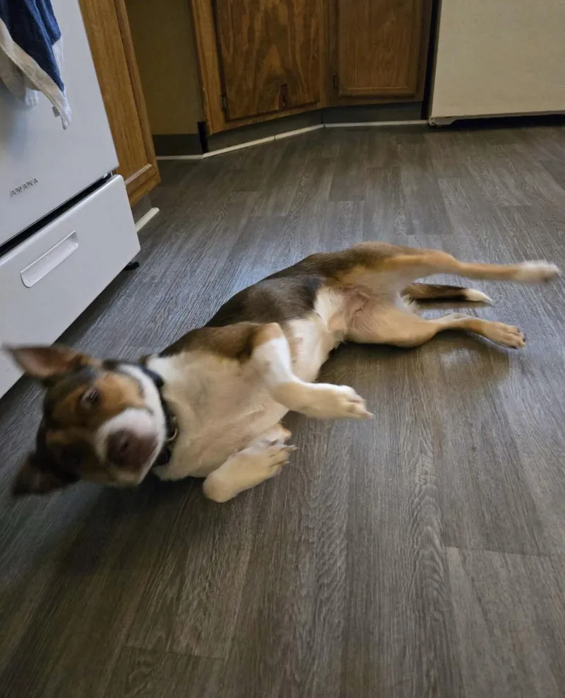 Stella thumbnail 2