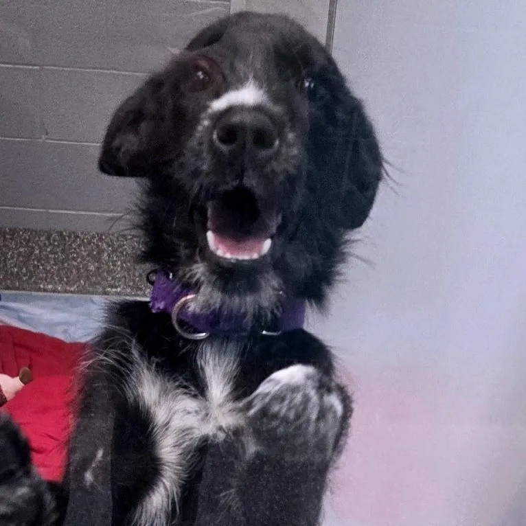 A baby small-sized female Mixed Breed dog named Bright for adoption in Voorhees, NJ