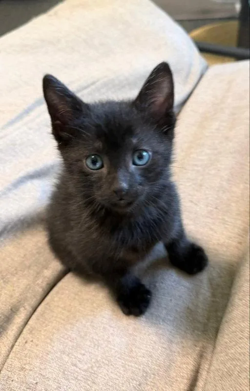 A young medium-sized male Black Domestic Short Hair cat named Bordeaux for adoption in Knoxville, TN