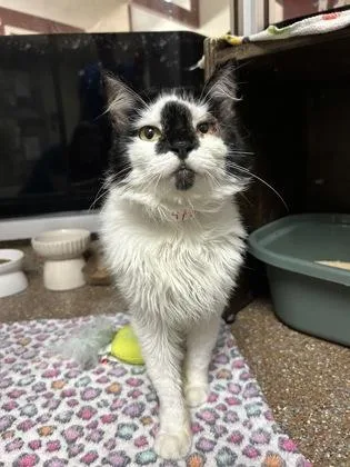 a Oreo
