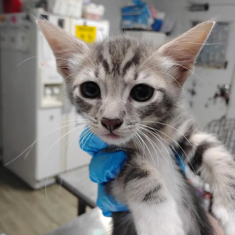 A baby small-sized male Gray / Blue / Silver Domestic Short Hair cat named Ode for adoption in Summerville, SC