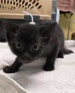 A baby small-sized female Black Domestic Short Hair cat named CA  Fuzzy for adoption in Glen Allen, VA