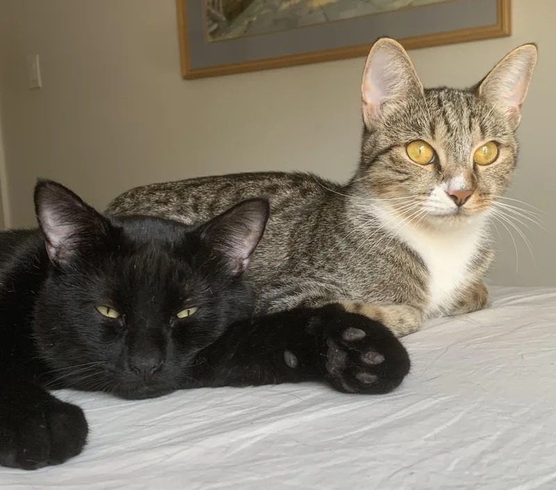 An adult medium-sized male Domestic Short Hair cat named Patric for adoption in Brooklyn, NY
