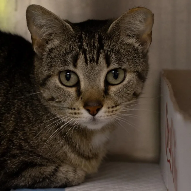 An adult medium-sized female Brown / Chocolate Domestic Short Hair cat named Mystic for adoption in La Grange, KY